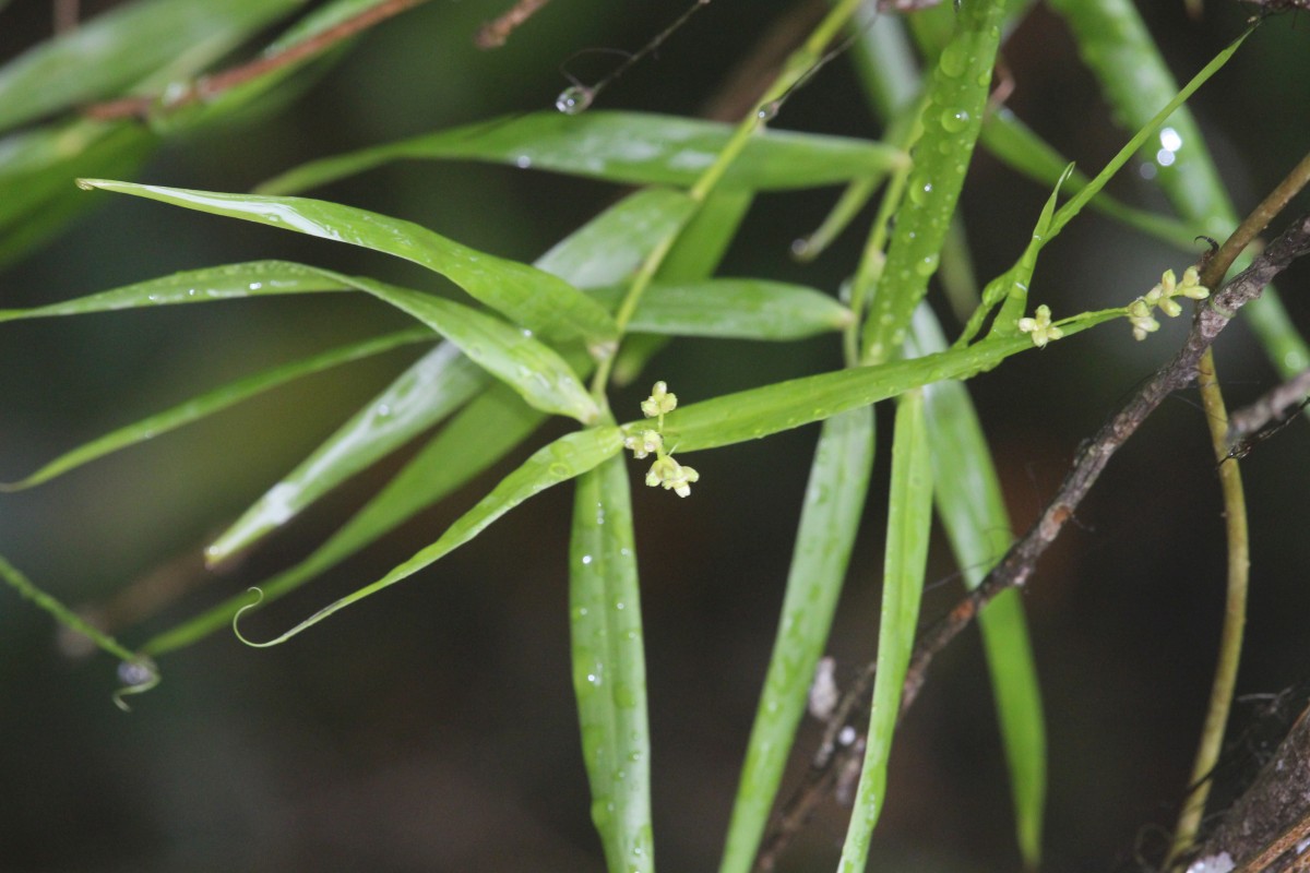 Flagellaria indica L.